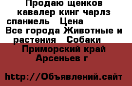 Продаю щенков кавалер кинг чарлз спаниель › Цена ­ 40 000 - Все города Животные и растения » Собаки   . Приморский край,Арсеньев г.